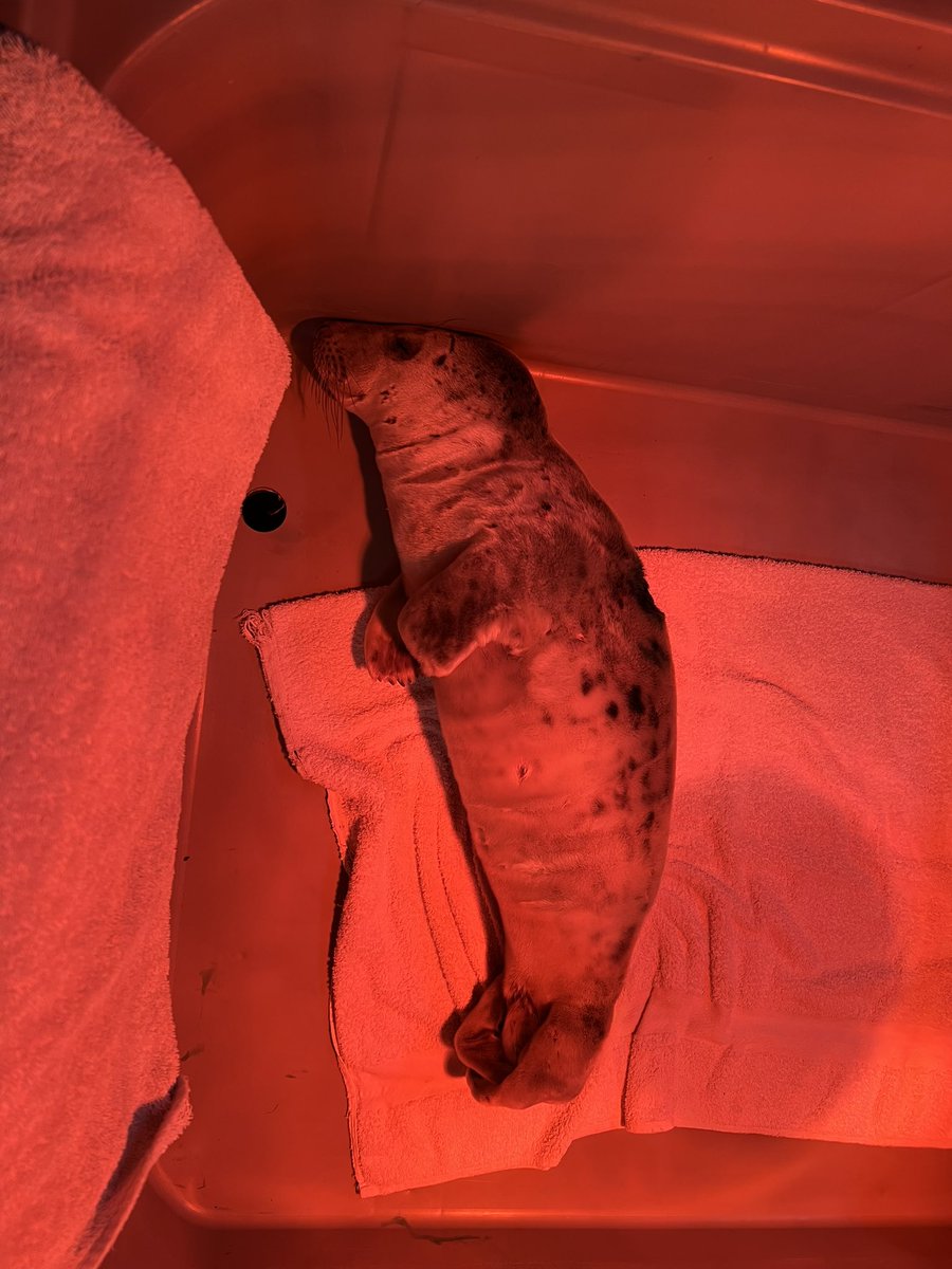 Jane Hardy (Crazy seal lady) tweet media