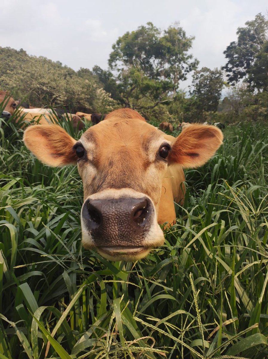 Cows are the ultimate upcyclers

They convert grasses and forages that are inedible to humans into some of the most nutrient-rich human foods

And they only need 0.6 kg of protein from their food to produce 1 kg of protein in the form of meat and milk