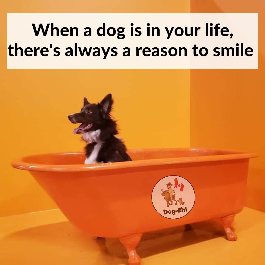 DogEhOfficial's tweet photo. What has your dog done that made you smile today?

#reasonstosmile #dogquestion #fordoglovers #whatmadeyousmile #whatsyourreasontosmile #reasontosmile #smileeveryday #dogsarehappiness #livingwithdogs #dogquotes #dogeh https://t.co/7EdDAbXoj7