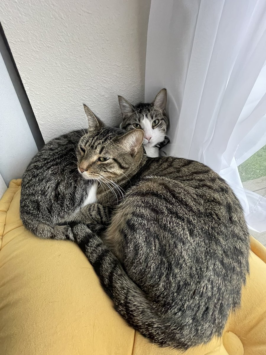 VolcomWolf's tweet image. Brothers 🥹