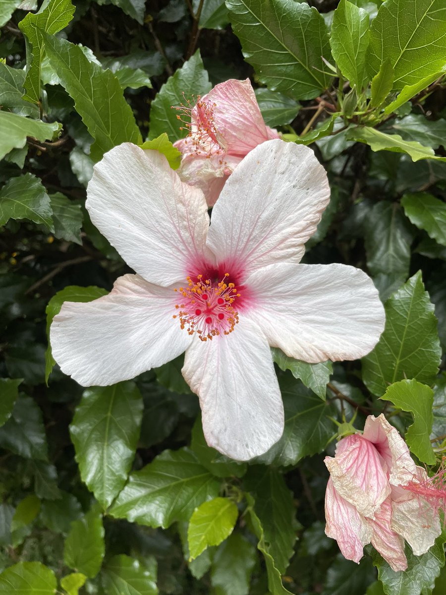 Tavia Nyong’o tweet media