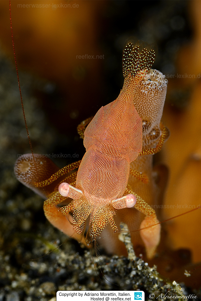 Ah Coralliocaris; pretty sure I posted this #shrimp last year as well, but who doesn't love these? 🦐 This is C. sandyi, named after the late Sandy Bruce - did you know these species have two pistol claws? 🔫🔫

#25shrimpsofCrustmas #Crustmas 
📸: Adriano Morettin