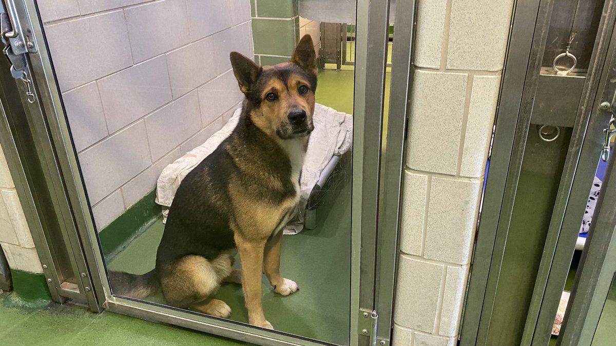 LoriBrownFox4's tweet photo. Dallas Animal Servicesโ incentive plan to give $150 gift cards for fosters was a success this weekend! The shelter now has a โclean breakโ. But there are still plenty of dogs in need of homes @DallasShelter https://t.co/LJzFmyyBQV