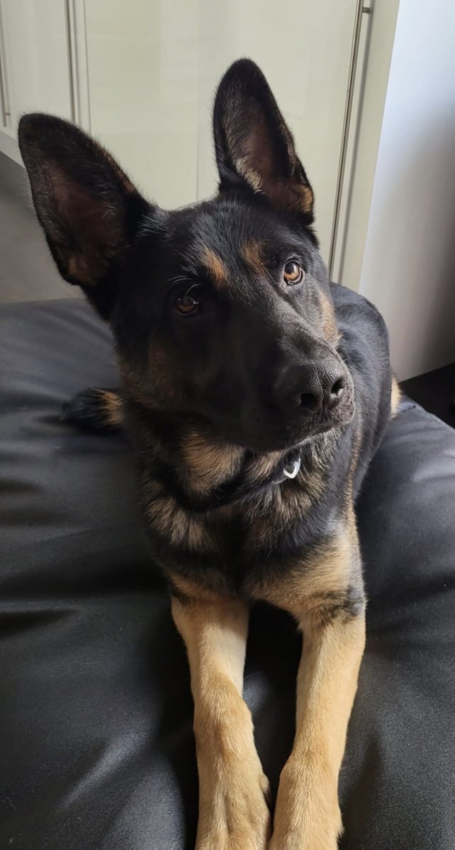 Police Scotland Dogs tweet media