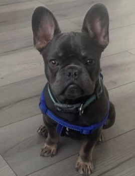 millypod1's tweet photo. 🆘6 DEC 2022 #STOLEN STITCH #ScanMe 
YOUNG French Bulldog Male @kent_police
#Gravesend #Kent #DA12 

https://t.co/II19kfxH1G

https://t.co/HNJpbX09kW https://t.co/PwlJyyhXVE