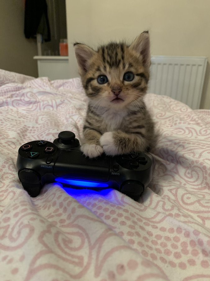 catIrry's tweet photo. 🎮🎮 https://t.co/yDPQ0KZSVg