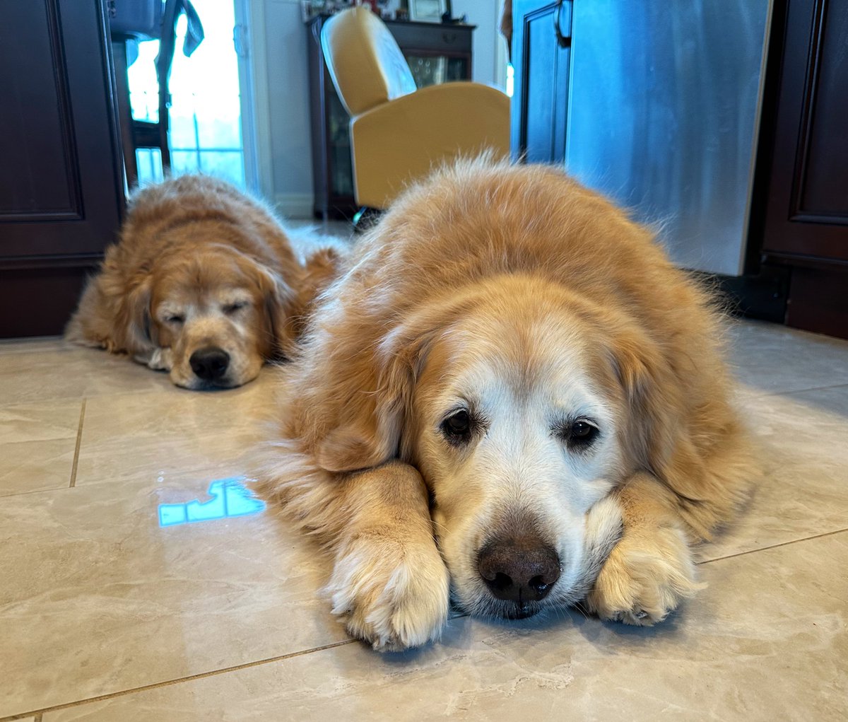 🇨🇦Lynn & Murphy of the North🇨🇦 tweet media