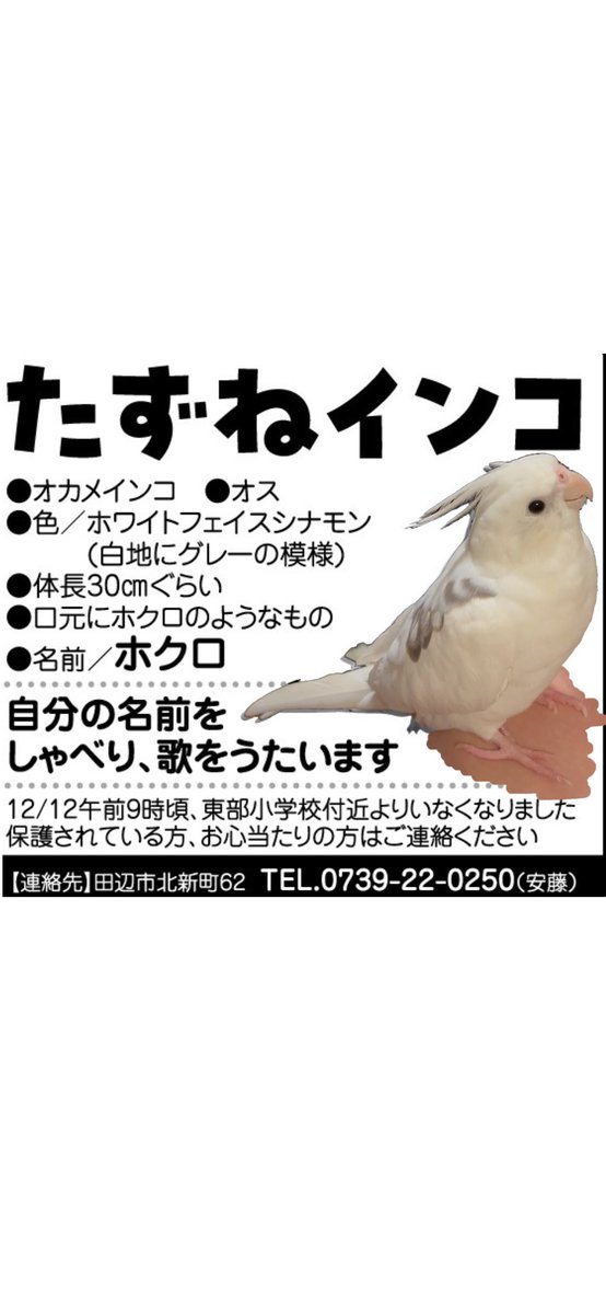 hokuro_ooji's tweet photo. #迷いインコ
#迷いオカメインコ
#オカメインコを探しています
#拡散希望
#シェア希望
#迷い鳥
#保護インコ
#保護情報
#迷いインコ
#迷子インコ
#オカメインコ
#和歌山県田辺市

12月12日午前9時から迷子になり探しています。この距離まで飛ぶ可能性があります。警察署届出済
ご協力お願い致します。 https://t.co/c8ZkJdu58F