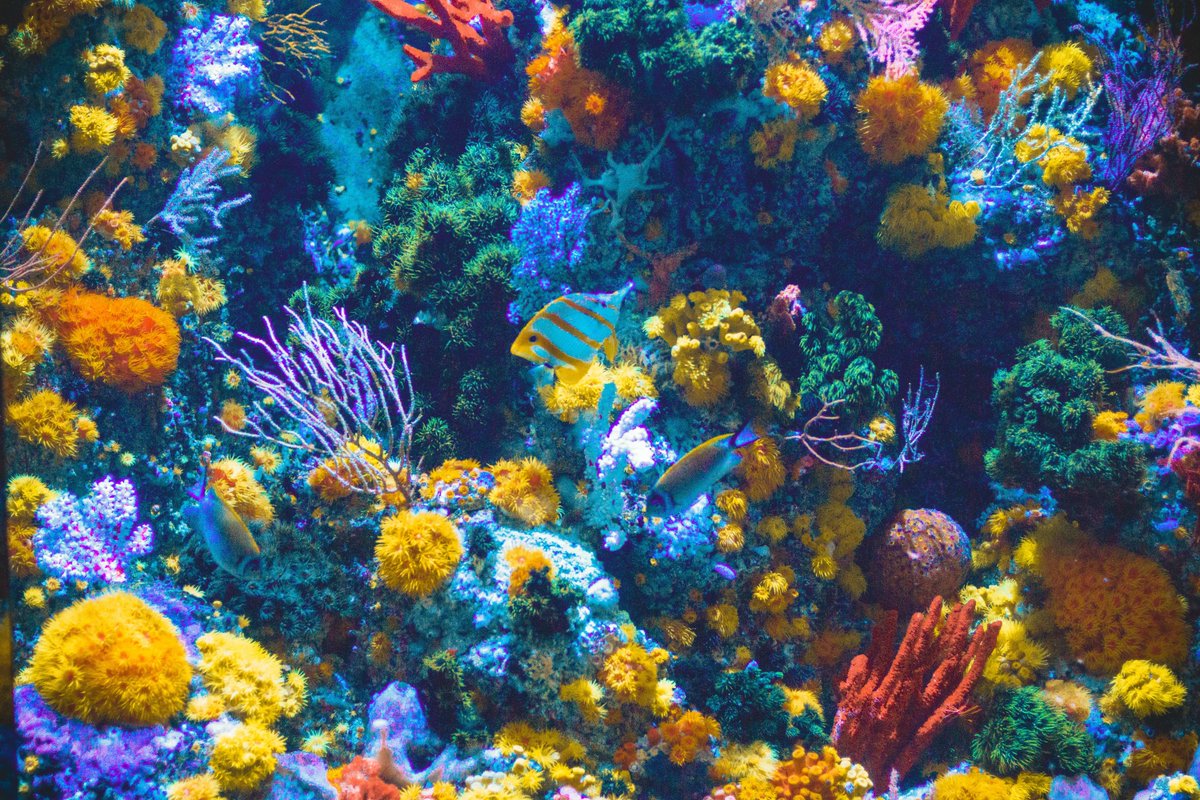 Hypothesisfund's tweet image. Diversity is as critical in #STEMM as it is in macro🪸 and micro🦠 ecological systems. Communities that are more diverse are also more #resilient, more stable, and considered healthier 💪#STEMMForALL

📷: @unsplash @CDC