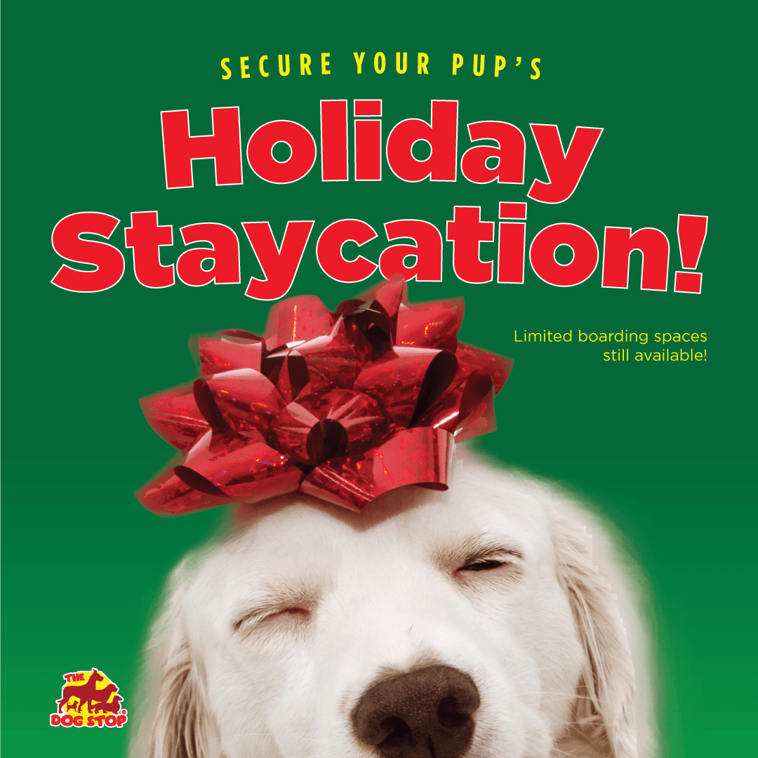 Did you forget to add "booking your pup's staycation" to your holiday to-do list? Do not stress, click here thedogstop.com/locations/ to find a Stop near you &amp; secure their stay!🐾  #holidayboarding #dogboarding #dogs