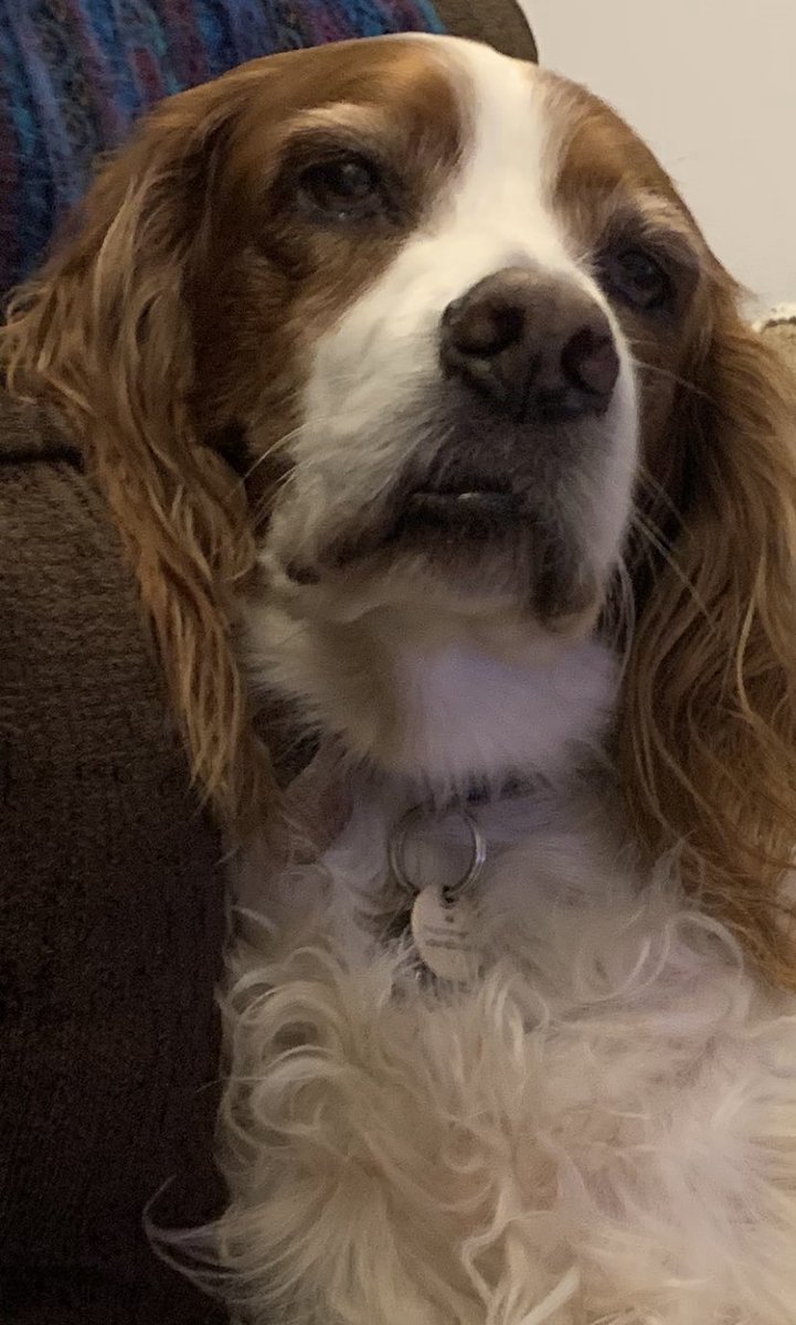 cassiemundo's tweet photo. @charliersmith1 Here’s a picture of Aggi with her lip looking funny. Hope it helps a tiny bit x https://t.co/dyCGJVCvyI