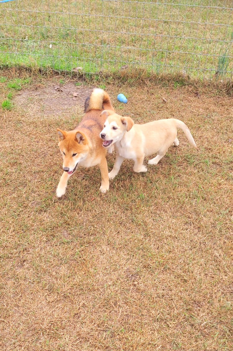 TCARPetsGA's tweet image. #Playtime with Aires and Bear! For information on adopting please contact 706-326-7196! Aires is about 10-11 weeks and Bear is about 6 months.