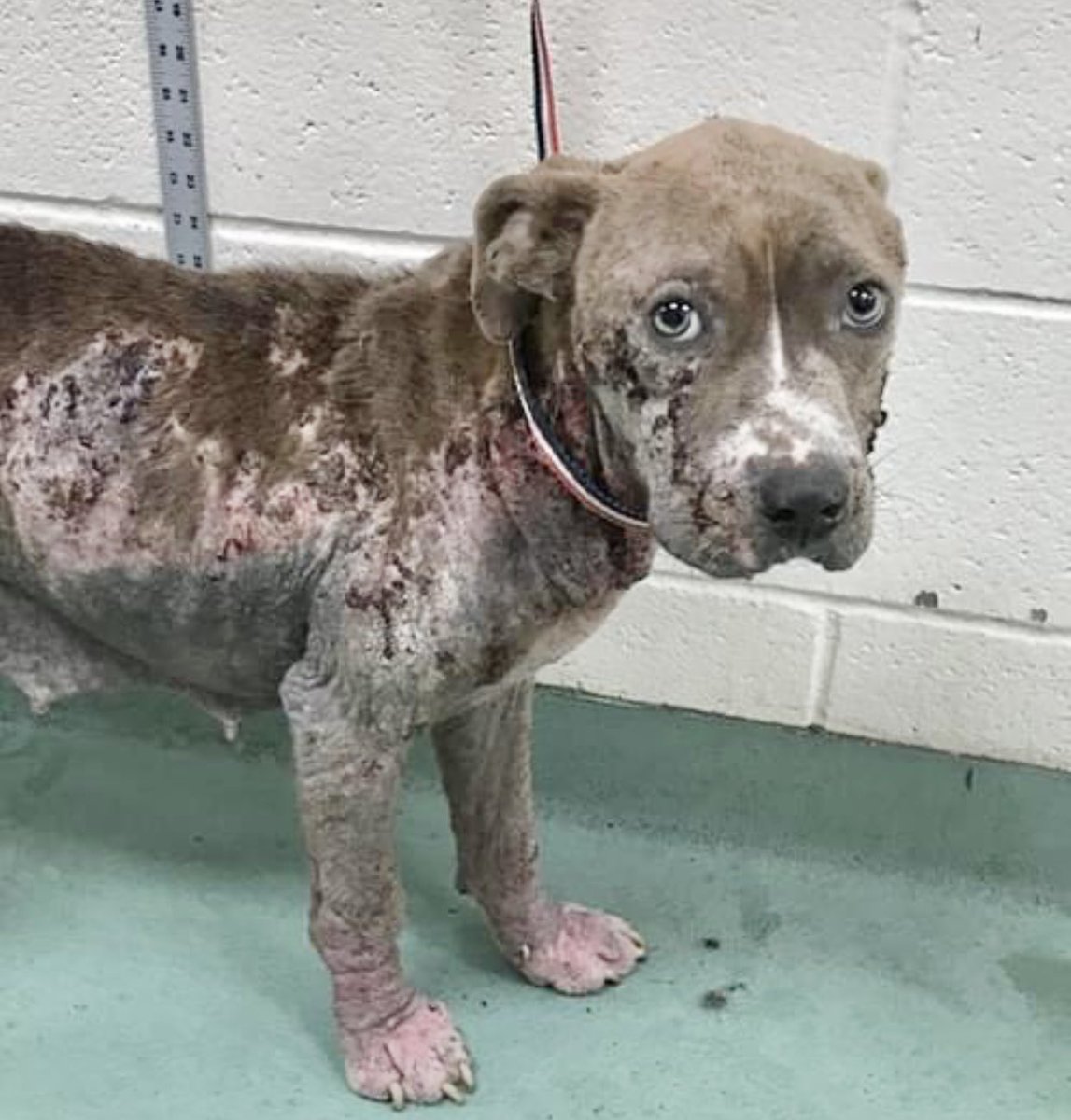 reddogsusie's tweet photo. #TN #MEMPHIS
🆘🆘Lotus 18mo girl Sometimes a picture speaks a thousand words😞Poor Lotus is Young & scared-found stray in a shocking state-her Face says it all💔Needs kindness & medical care🙏🏻Pls #RESCUE #FOSTER #PLEDGE HELP🙏🏻 #MASA19307
https://t.co/LRdaVLwVTq https://t.co/lWUuBzyqUH