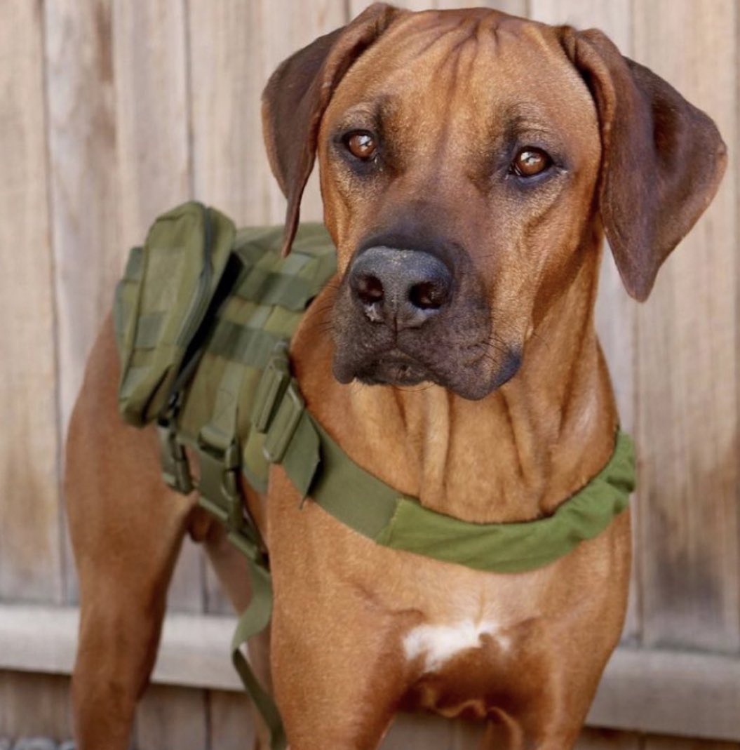 servicedoggear's tweet photo. Time for adventure!
= 
Time for a dog harness! 🍂🥾🗺 🦴

🐶Get 30% OFF this item!🐶
🛒https://t.co/iR1MFSCWmE
FREE S&amp;H 📦 ✈️ 📫 Easy Returns
Service🐕‍🦺 Worker 🦮 Pet 🐕
📸: ridgeback_mack (IG) https://t.co/V2SIue2TTG