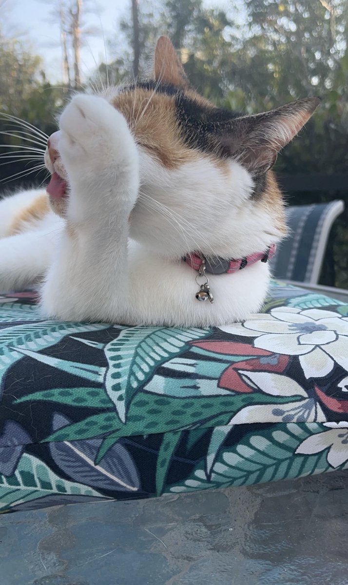 alex_mayby's tweet photo. @2thyTV that’s pretty chill, here’s a picture of my cat. https://t.co/1E7lN4Rf6a