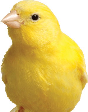 Anyone able to tell me what bird this is? Currently taking  my SAT's and they asked. #Student #Tutor #MyMomIsGonnaBeMad