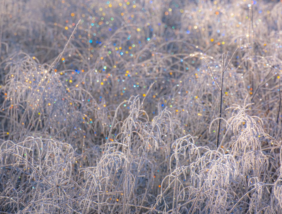 P050840's tweet photo. From the Christmas lights switch-on at #Manesty yesterday #fsprintmonday #Sharemondays2022 https://t.co/0YKiY345Cc