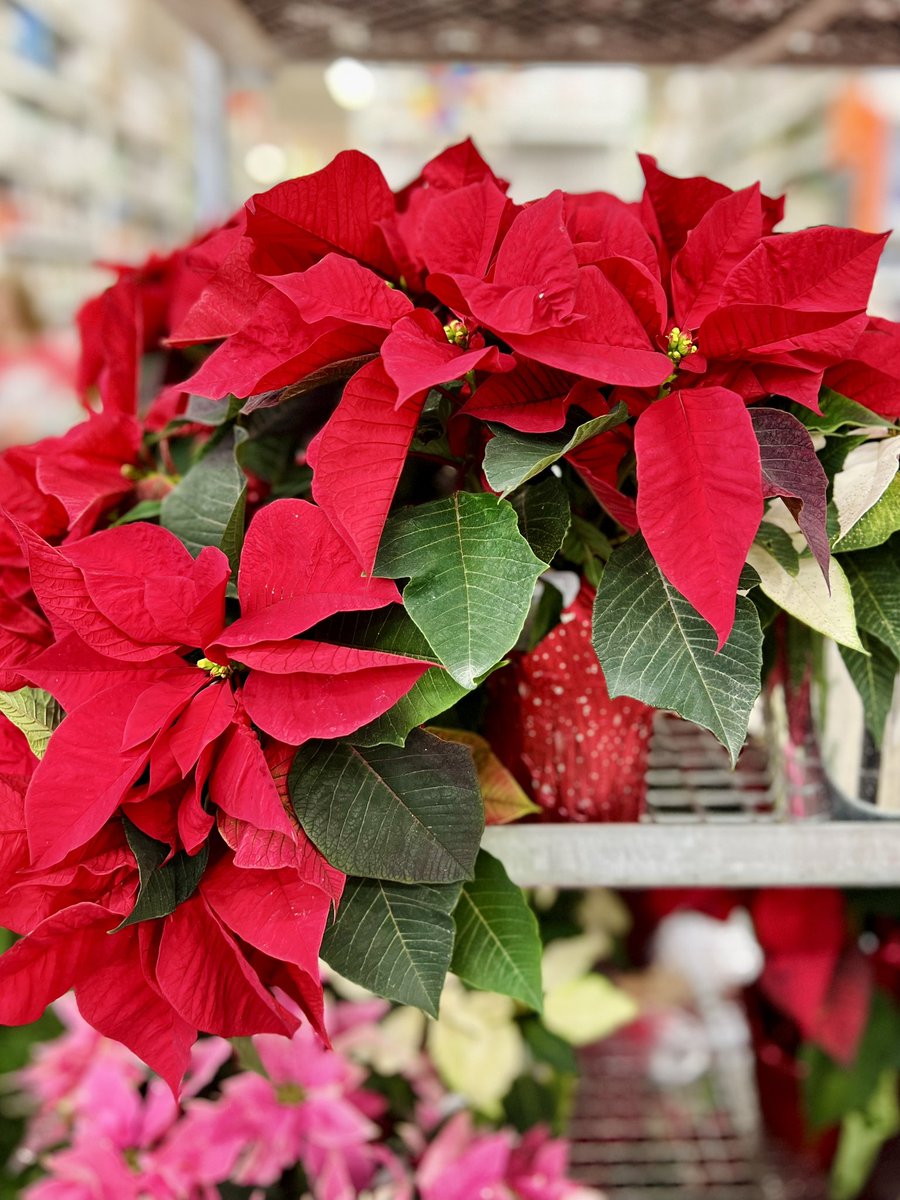 Happy #NationalPoinsettiaDay! Have you got one (or more 😉) yet?