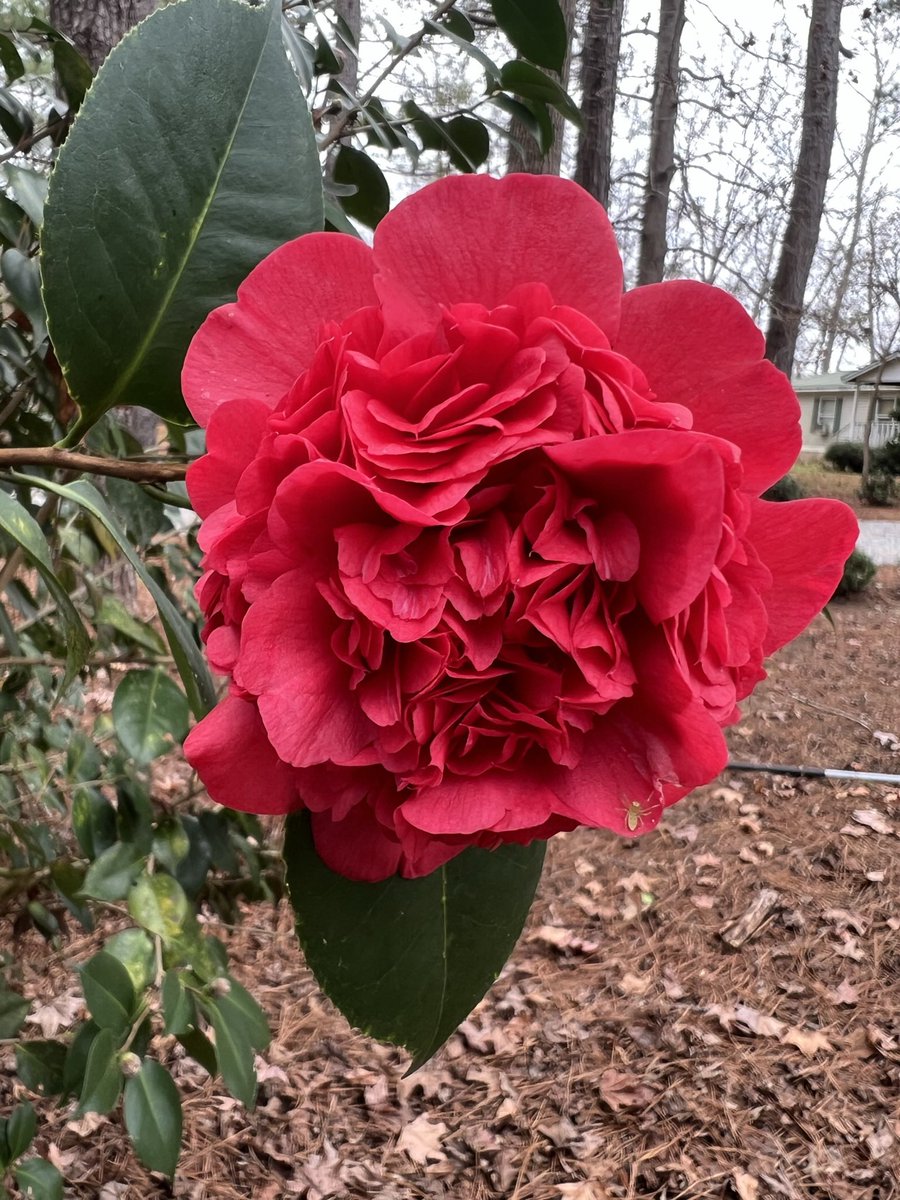Cardbunny431's tweet photo. Camellias #camellias #Alabama #flowers https://t.co/LhESkR49kL