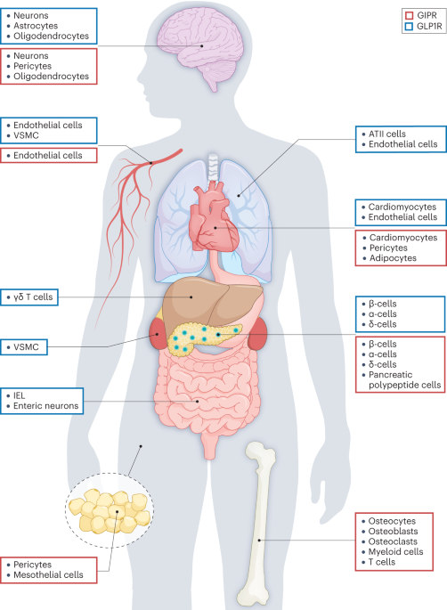 Nature Reviews Endocrinology tweet media