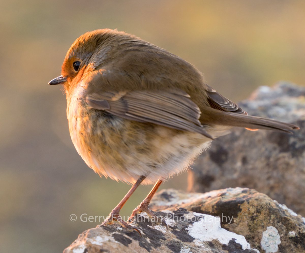 I was at #Elphin Windmill yesterday when this #robin landed beside me. He then faced the evening sun and I had about 3 seconds to get this shot before off he flew. #roscommon @johncreedon @RoscommonB @ElphinWindmill