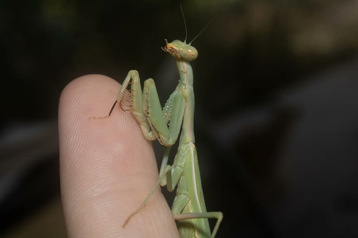 TomeoftheAbsurd's tweet photo. Entry #985953
Mediterranean #Mantis (Iris oratoria)
These #mantises are known for their sexual cannibalism, which occurs in nearly 25% of intersexual relationships, and their intimidating display when threatened.
#photograghy #wildlife #insect https://t.co/ZvSvoHBGIj