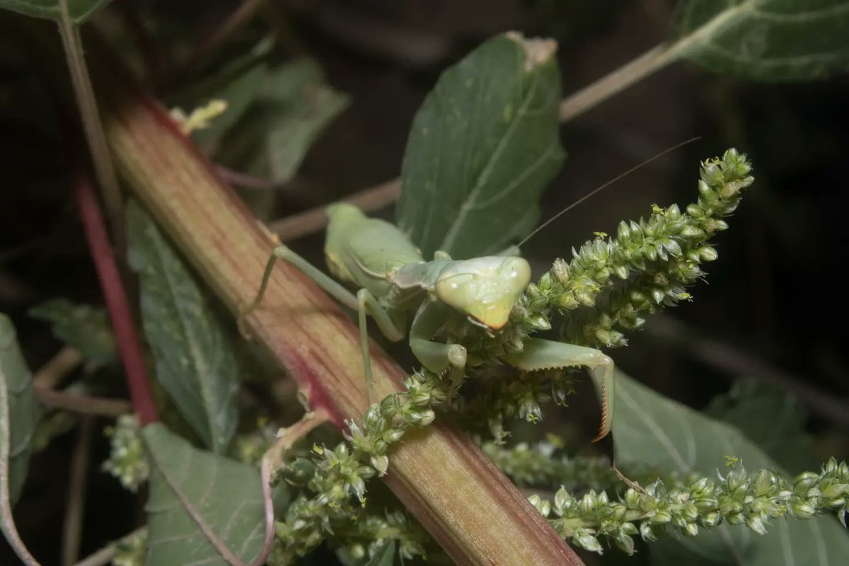 TomeoftheAbsurd's tweet photo. Entry #985953
Mediterranean #Mantis (Iris oratoria)
These #mantises are known for their sexual cannibalism, which occurs in nearly 25% of intersexual relationships, and their intimidating display when threatened.
#photograghy #wildlife #insect https://t.co/ZvSvoHBGIj