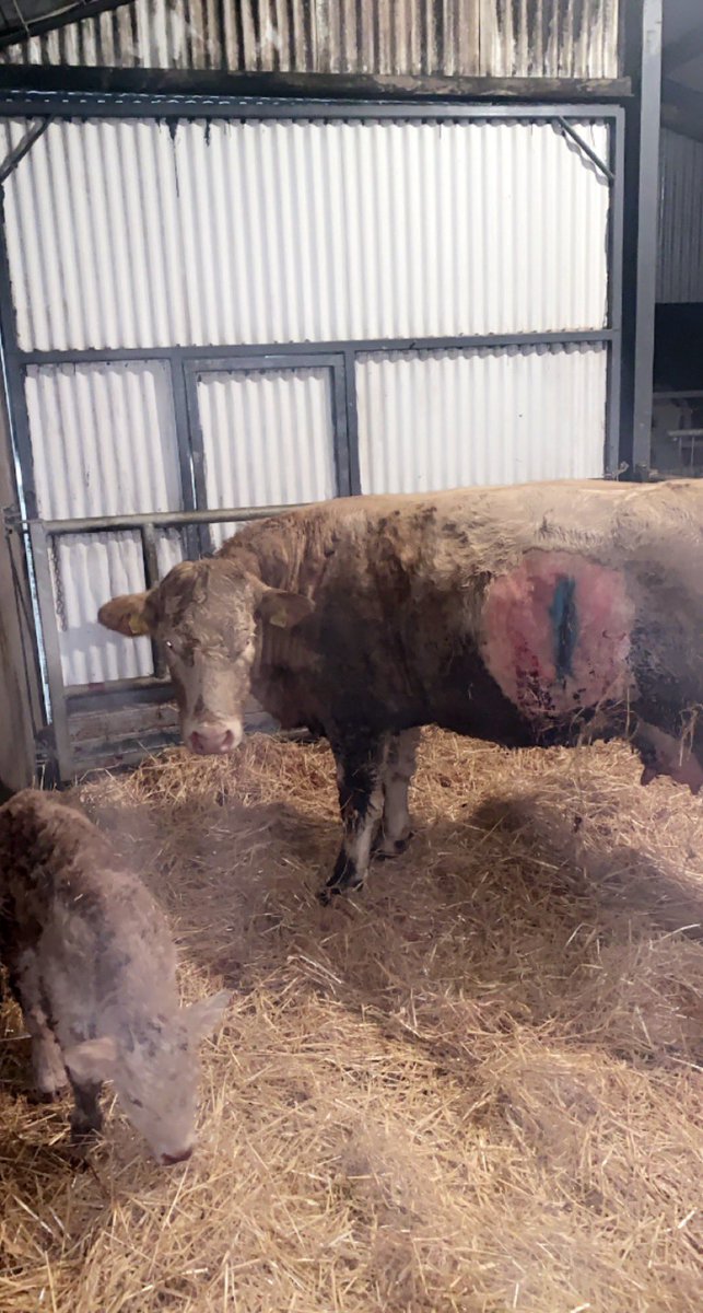 Boys on Donedeal be like “Easy calving cow for sale !!”  #sucklers #sidedoor