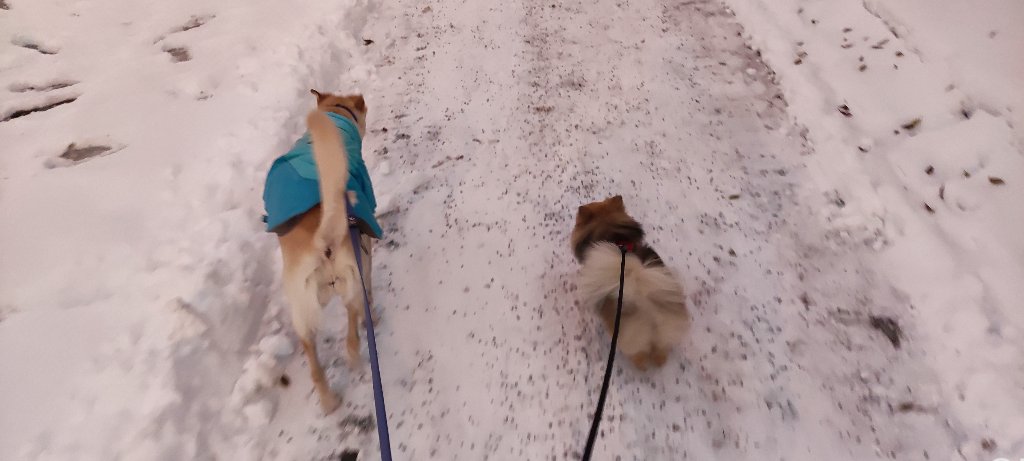 Heute bin ich mir einer großen Freundin hat gegangen, welche bei uns zu Besuch war.  :DOG3_01: 

pets.contact

#DogsOfTwitter
#TwitterRudel
#MastodonRudel
#FediRudel
#DogsOfMastodon
#FediDogs
#FediAnimals
#Pomeranian
#Zwergspitz
#dog
#flausch