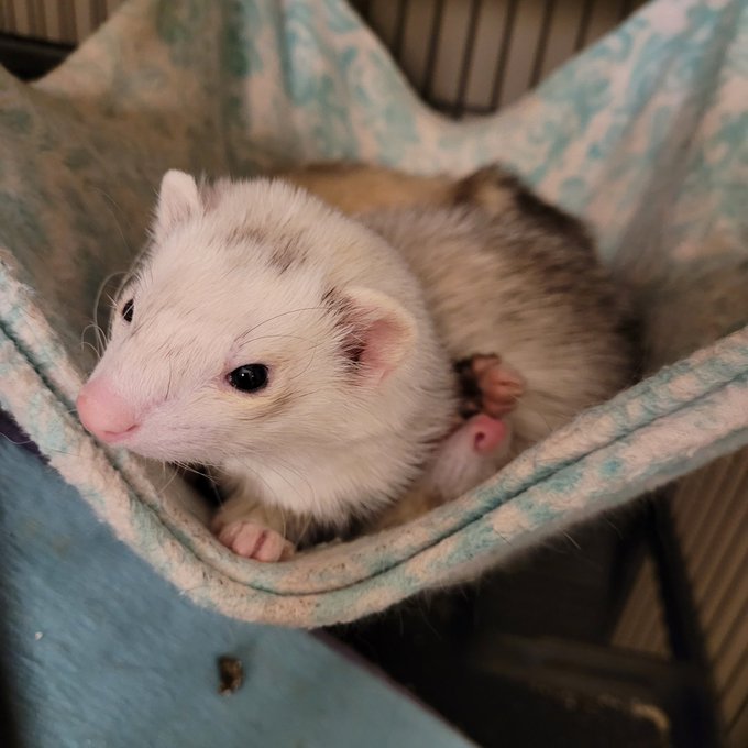 @AceExceed Some photos of my babies 🥰 https://t.co/dZMIDnNlxU<a class="tags" target="_blank" title="On Twitter" href="/?out=eyJ0eXAiOiJKV1QiLCJhbGciOiJIUzUxMiJ9.eyJpYXQiOjE3MjgxOTc1OTYsImlzcyI6InR3cG9ybnN0YXJzLmNvbSIsIm5iZiI6MTcyODE5NzU5NiwiZXhwIjoxNzU5NzMzNTk2LCJyZWRpcmVjdF91cmwiOiJodHRwczovL3R3aXR0ZXIuY29tL0FjZUV4Y2VlZCJ9.g0VCwLUjNMQPMmg0W5wd39h4LYxFyJDIXo9E39z4ThmFwKKeEqfvl08gtX8ht9GEigXOniOWu09Yjxk60g1WeA">@AceExceed</a><a href="/tag/yiff"class="tags"><span>#yiff</span></a><a href="/tag/furrynsfw"class="tags"><span>#furrynsfw</span></a><a href="/tag/murrsuiter"class="tags"><span>#murrsuiter</span></a><a href="/tag/murrsuit"class="tags"><span>#murrsuit</span></a><a href="/tag/nsfwf"class="tags"><span>#nsfwf</span></a>