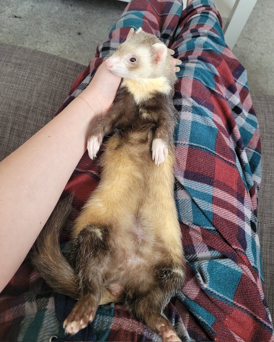 @AceExceed Some photos of my babies 🥰 https://t.co/dZMIDnNlxU<a class="tags" target="_blank" title="On Twitter" href="/?out=eyJ0eXAiOiJKV1QiLCJhbGciOiJIUzUxMiJ9.eyJpYXQiOjE3MjgxOTc1OTYsImlzcyI6InR3cG9ybnN0YXJzLmNvbSIsIm5iZiI6MTcyODE5NzU5NiwiZXhwIjoxNzU5NzMzNTk2LCJyZWRpcmVjdF91cmwiOiJodHRwczovL3R3aXR0ZXIuY29tL0FjZUV4Y2VlZCJ9.g0VCwLUjNMQPMmg0W5wd39h4LYxFyJDIXo9E39z4ThmFwKKeEqfvl08gtX8ht9GEigXOniOWu09Yjxk60g1WeA">@AceExceed</a><a href="/tag/yiff"class="tags"><span>#yiff</span></a><a href="/tag/furrynsfw"class="tags"><span>#furrynsfw</span></a><a href="/tag/murrsuiter"class="tags"><span>#murrsuiter</span></a><a href="/tag/murrsuit"class="tags"><span>#murrsuit</span></a><a href="/tag/nsfwf"class="tags"><span>#nsfwf</span></a>