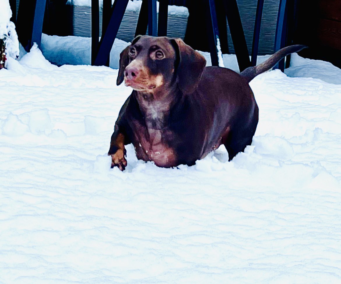 When the snow falls and you have short legs …