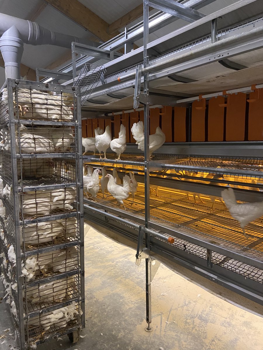 kipsterfarm's tweet photo. Hens have arrived at @Kipster 2 from the pullet farm this morning. After a week or two of adjustment to their new home, they can start exploring the indoor garden. #animalwelfare #carbonneutraleggs #eggs #MPSeggfarms https://t.co/2U6GPcKgNR
