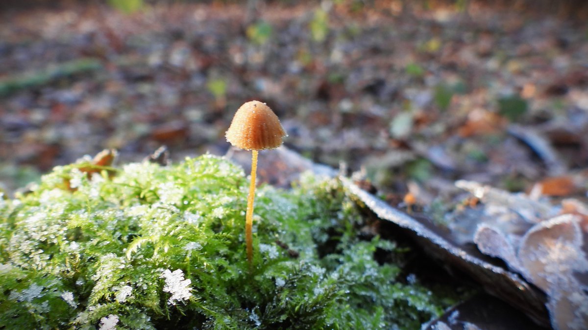 inja5248's tweet photo. geen kerstklokje maar een #mosklokje
wat een bikkeltje om de vorst te trotseren 
in #natuurgebied de #Doort #Echt 💚
@staatsbosbeheer @Roots_NL @Britnatureguide @NatureTodayNL https://t.co/7K9OKmIsLa
