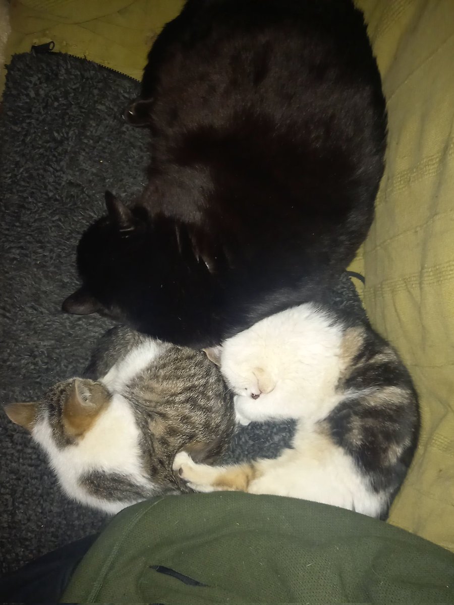 Squished between the human and big foster brother. 💤 😴 💤 
#CatsOfTwitter #kittensoftwitter #fostercats #AdoptDontShop #kittens