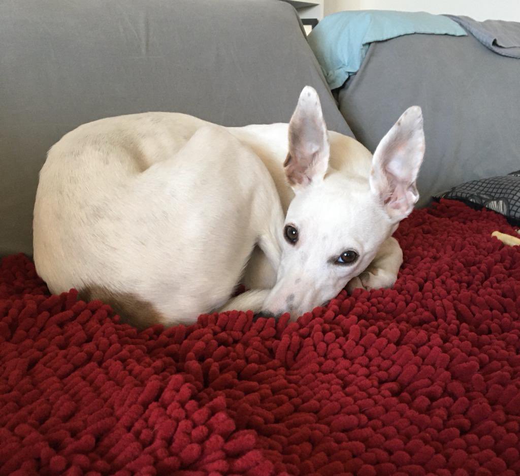Emergency appeal. This is Willow. She’s a 6 month old whippet. She desperately needs a loving home for Christmas and beyond. Anyone need a new best friend?