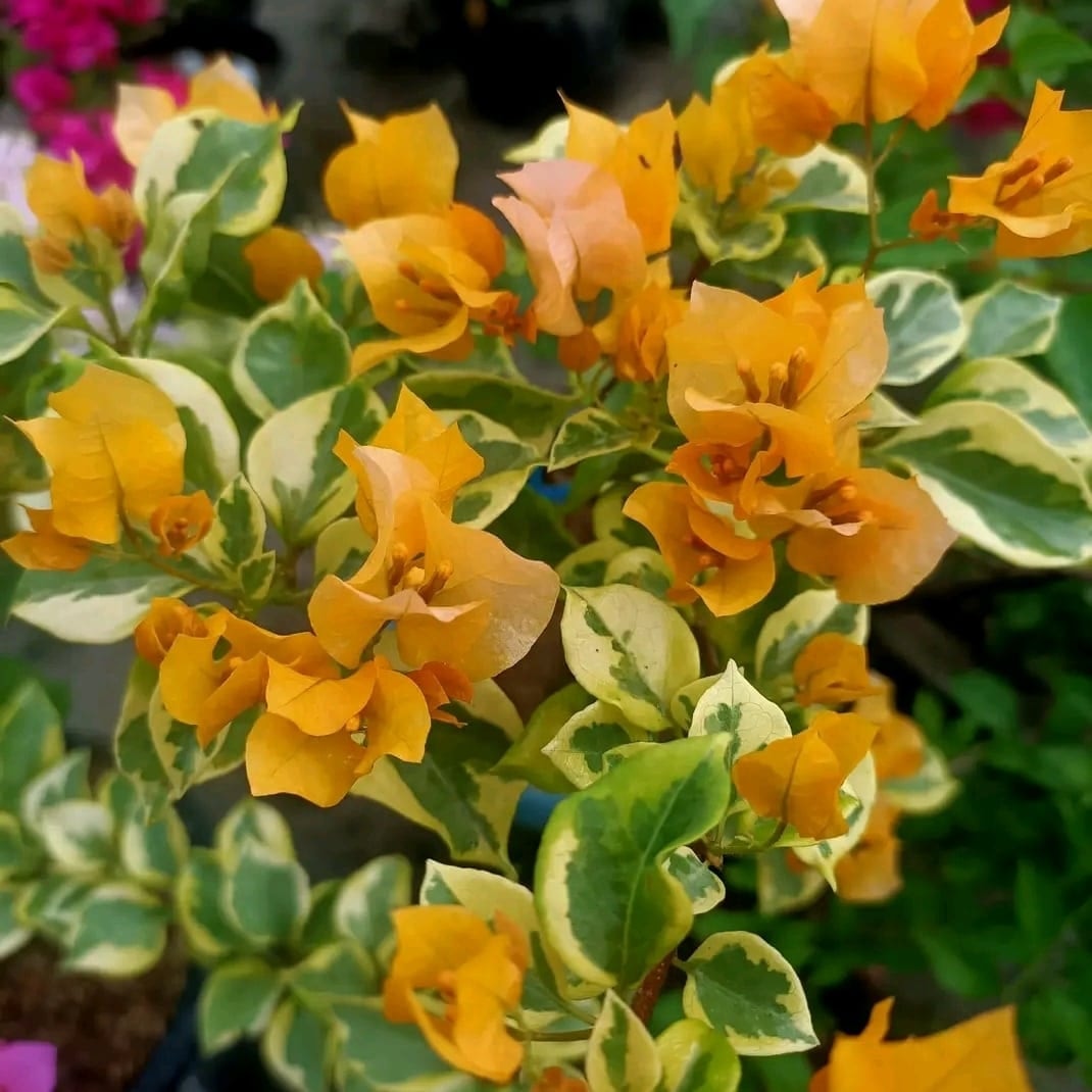 AzFernandess's tweet image. 