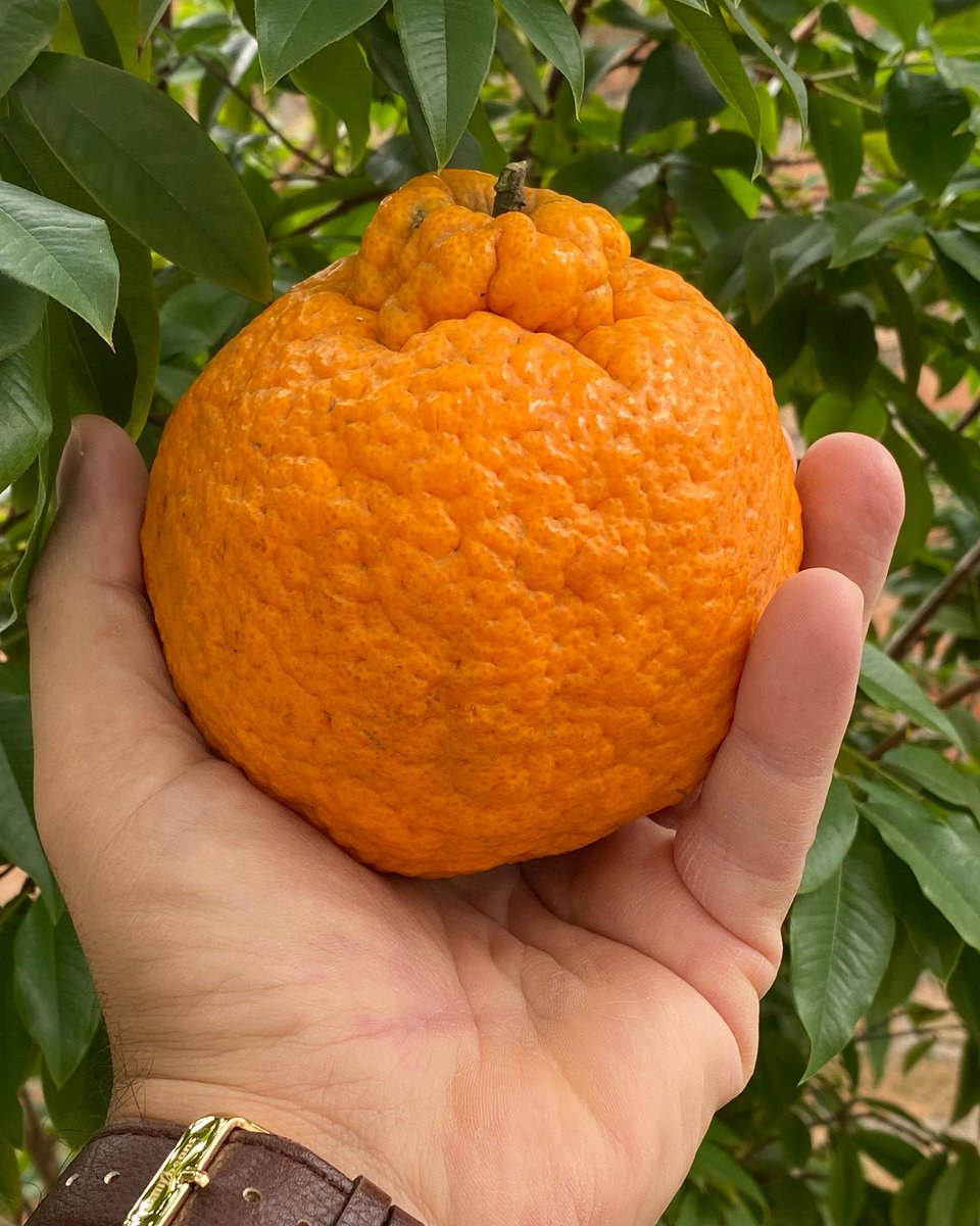 AzFernandess's tweet image. 