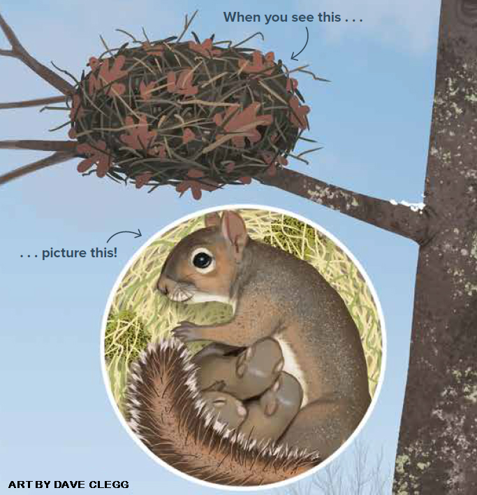 RangerRick Magazines on Twitter "Wild Word of the Day DREY Have you