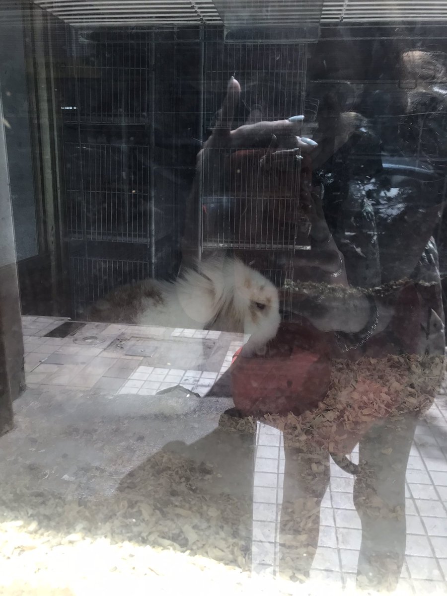 LuFollenti's tweet photo. ¡DIFUNDIR! En Colón y Gral Paz, frente al correo argentino, una veterinaria tiene a los animalitos en vidriera al rayo del sol todo el día, porfavor difundan para que esto deje de pasar, el calor es terrible y ellos no deberían estar ahí encerrados sufriendo @VivireNuevaCba https://t.co/8twOut1Bw3