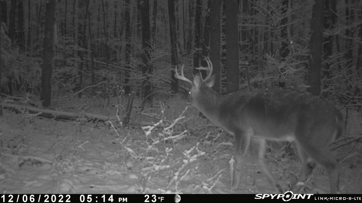 'Not a chill to the winter but a nip to the air...'

The @SpypointCamera Link-Micro-S has confirmed a suspected travel route in a newly scouted area for the cold days of late bow season. Huge body on this old swamp buck! #whyispypoint #TeamSpypoint #trailcameras
