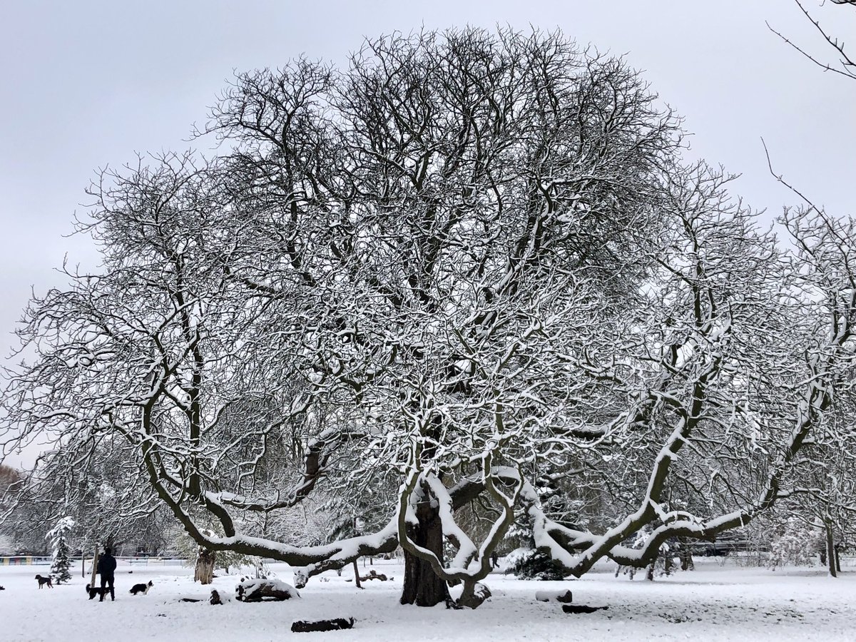 A small photo of a magnificent tree #SmallBeautiesHour #ClissoldPark