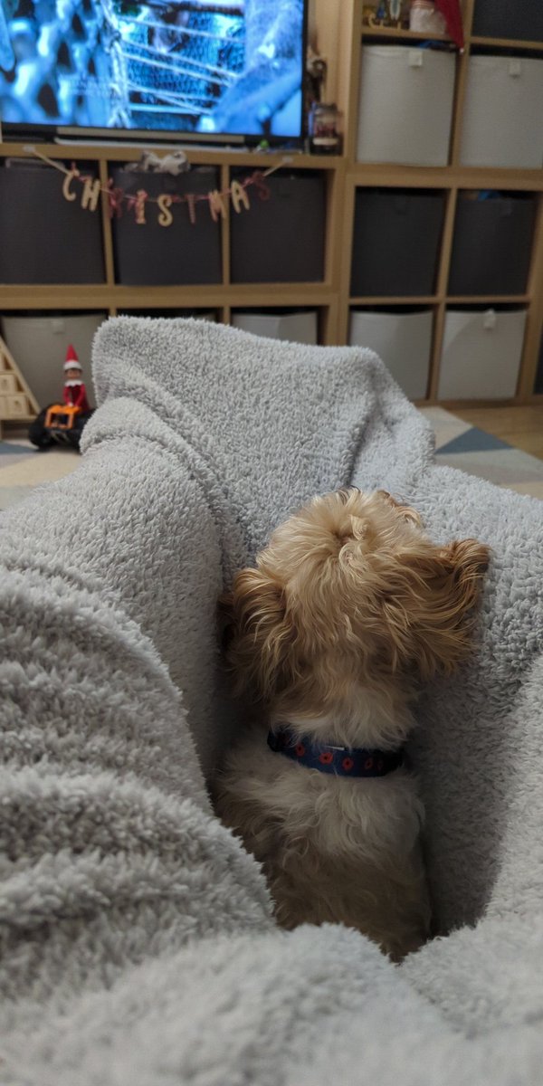 itsjessbee's tweet photo. Apparently her new favourite place to sleep is using my blanket as a hammock between the sofa and my footstall  😂 https://t.co/mC6te6Urgg