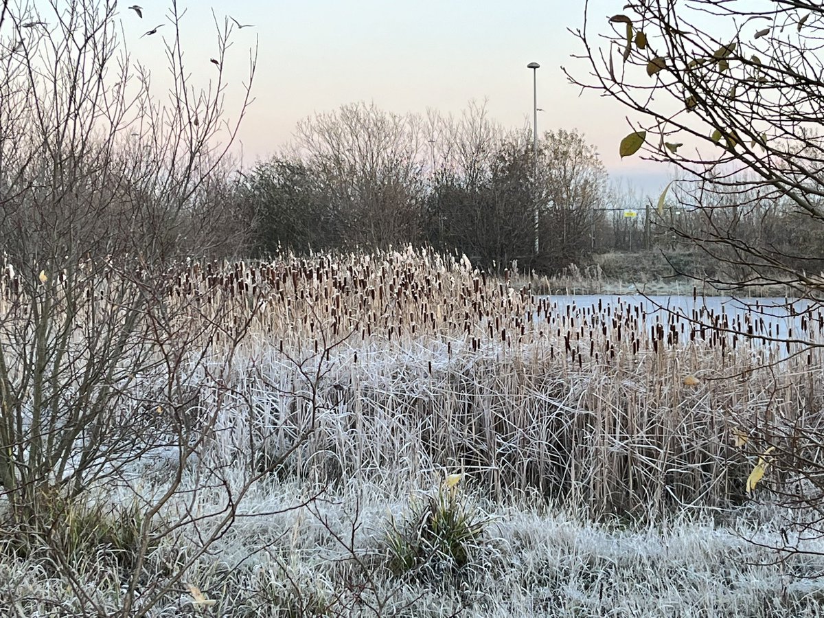 A stunning, frosty day down at Western Harbour Ponds.
Help us save the ponds from development - sign the petition and give us a RT to spread the word - thank you!
change.org/p/save-western…