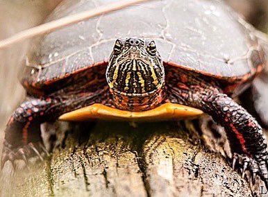 HamiltonNature's tweet photo. Leanne’s presentation will include composition, lighting, location & technique. She’s a keen naturalist, photographer, & traveller.
All welcome 🔗 follow the linktree in our bio for the Zoom link
#HamOntBiodiversity #BioDiversity #Photography #NaturePhotography https://t.co/j0jAX7lHFV