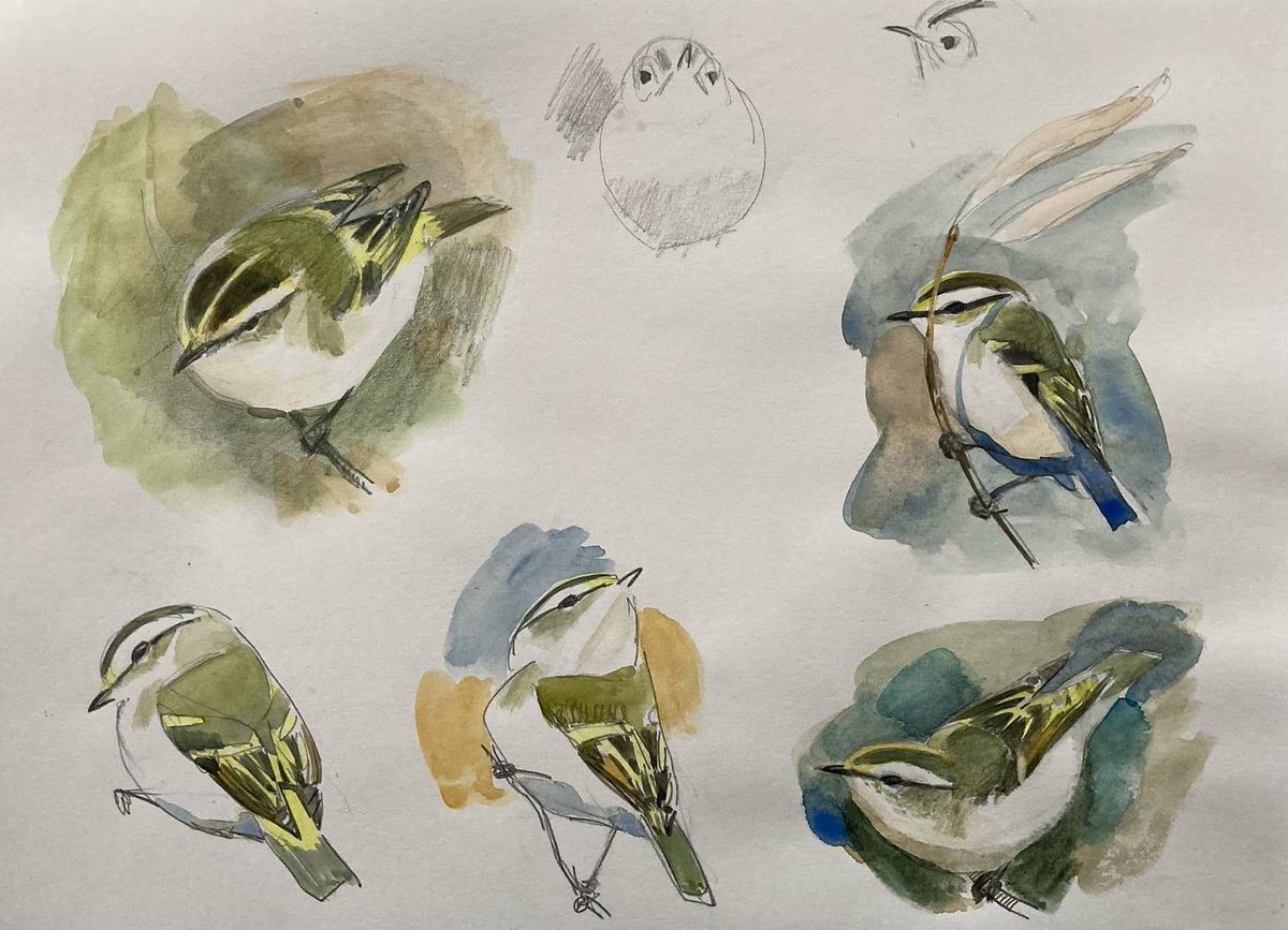 Darren Rees (@darrenreesart) on Twitter photo Sketchbook page of Pallasβ warbler from this autumn now for sale at <a href="/ScottishBirding/">The SOC</a> online shop. Lots of top art from <a href="/carry_akroyd/">Carry Akroyd</a> <a href="/maxangusmaker/">Max Angus SWLA</a> <a href="/KittieJonesArt/">kittiejones</a> <a href="/DarrenNWoodhead/">Darren Woodhead MA (RCA) SWLA</a> <a href="/JSwildlifeart/">Jane Smith</a> <a href="/esthertysonart/">Esther Tyson</a> <a href="/LisaHooper20/">Lisa Hooper SWLA</a> Sketchbook page of Pallasβ warbler from this autumn now for sale at <a href="/ScottishBirding/">The SOC</a> online shop. Lots of top art from <a href="/carry_akroyd/">Carry Akroyd</a> <a href="/maxangusmaker/">Max Angus SWLA</a> <a href="/KittieJonesArt/">kittiejones</a> <a href="/DarrenNWoodhead/">Darren Woodhead MA (RCA) SWLA</a> <a href="/JSwildlifeart/">Jane Smith</a> <a href="/esthertysonart/">Esther Tyson</a> <a href="/LisaHooper20/">Lisa Hooper SWLA</a>