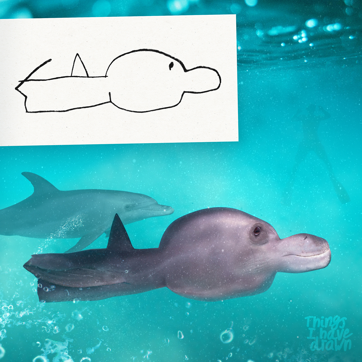 A delightful dolphin by Madison for the marvellous @RaysofSunshine