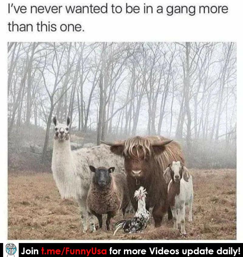 FunnyClipUs's tweet photo. 🍎 🍮 🍵 Join Us on TeleGram➦  t. me/FunnyUsa  #2749 🍓 🍕 🍱

#funnymemes #memeanimals #memesanimal #funnyjokesandpictures #memesusa #funny #funnyvideos #funnyposts #funnyquotes #memeschallenge  #memesdaily #memesfunny #memepage #jokes #jokesfordays https://t.co/JJBgVDDPea