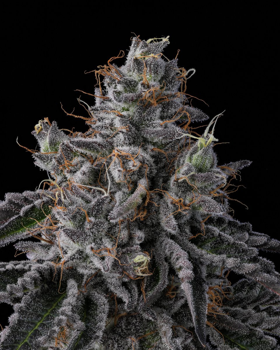 cookiesglobal's tweet photo. this { Cèreal À La Mode } is lookin frosty 🥶 https://t.co/WCEaZzGEGU