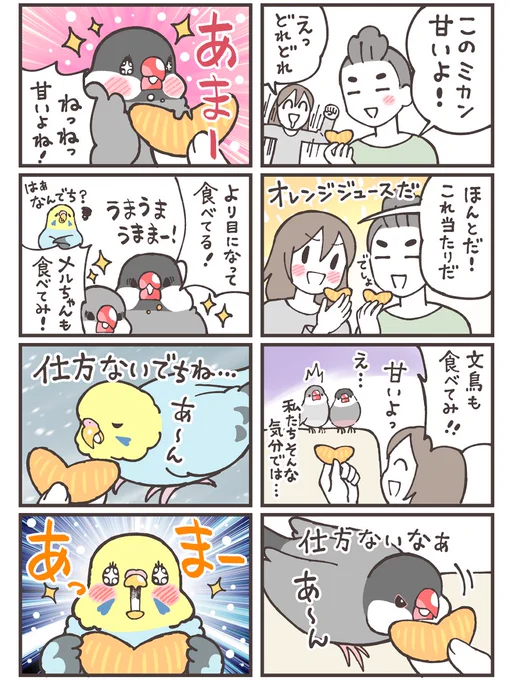 小鳥もわかる、美味しいミカンの味🍊

#セキセイインコ #漫画が読めるハッシュタグ #文鳥 